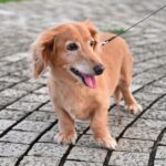 ほんわか日常ニュース：まったり、ゆったり、癒しのニュースを見たい方へオススメ！犬・猫などの動物のニュースもあります